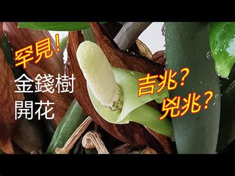 金錢樹開花意義|金錢樹開花的寓意